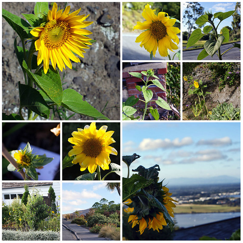 The Sunflowers on Mt&nbsp;Pleasant