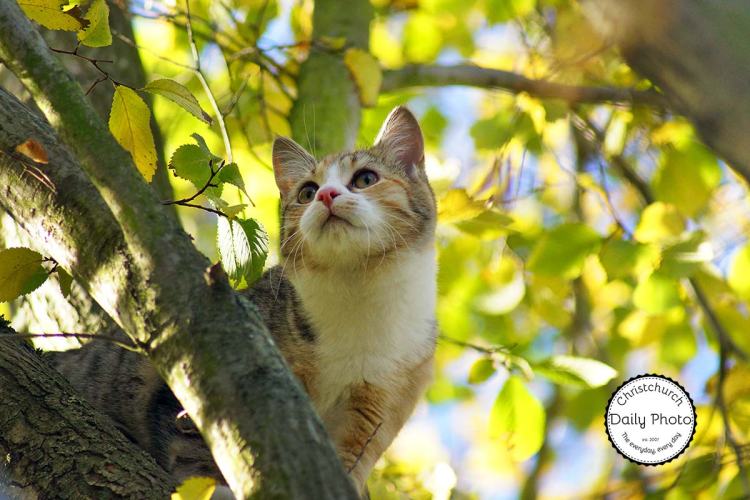 MuseumKittenBirds-044