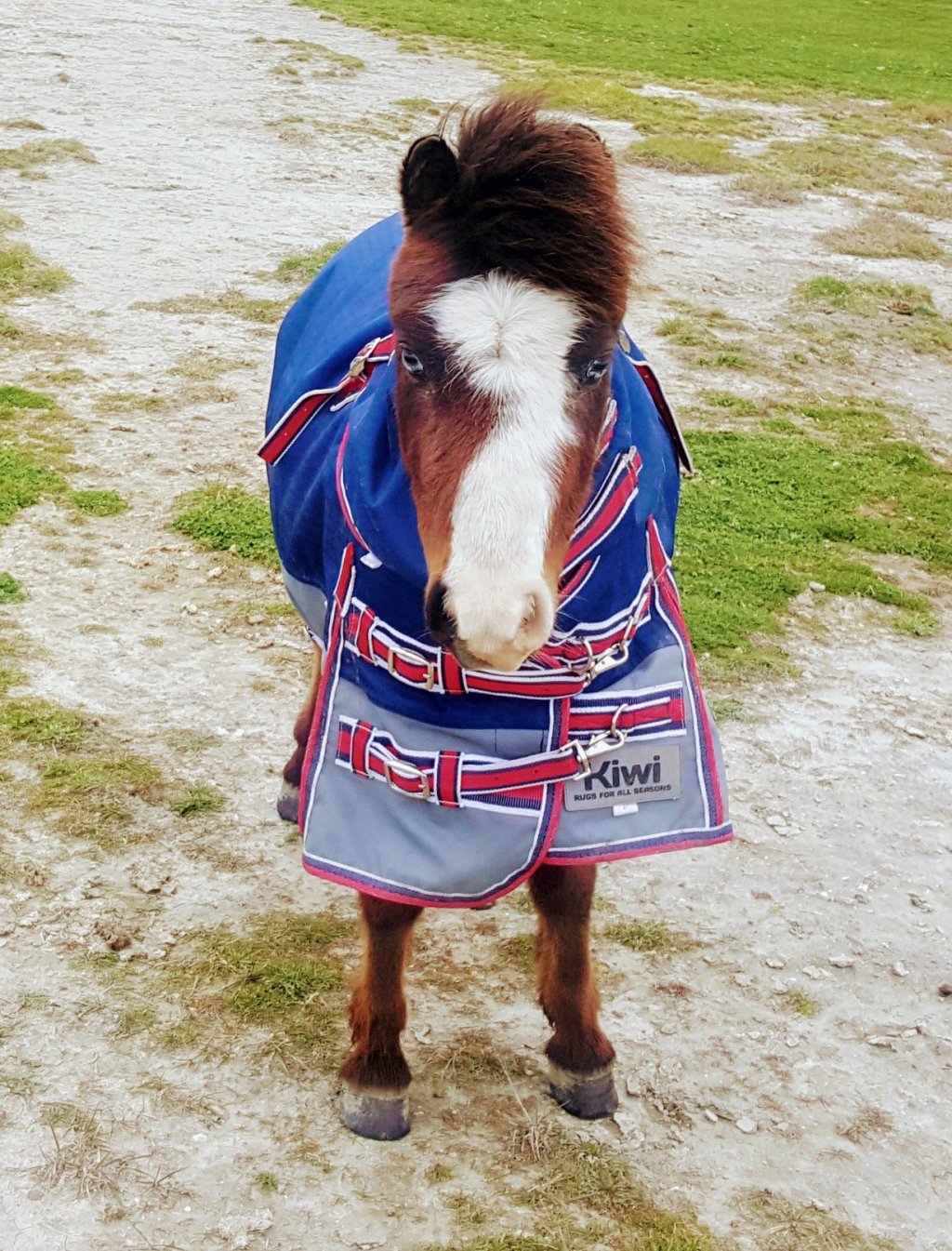 Tiny pony in Ferrymead&nbsp;Park