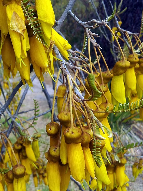 Kowhai Tree in&nbsp;Flower
