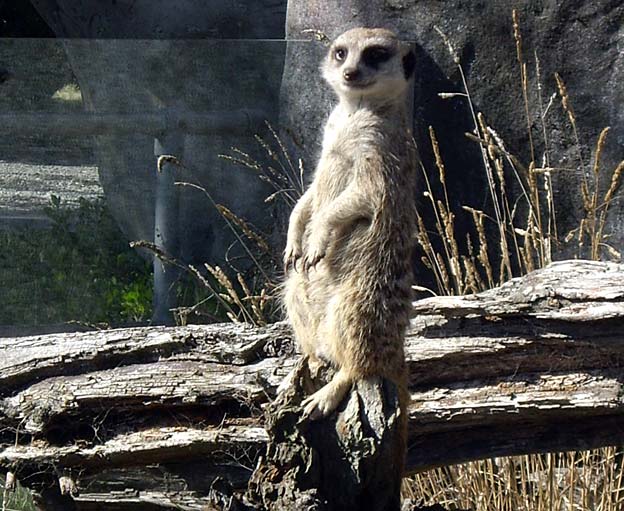 meerkat-orana-park.jpg