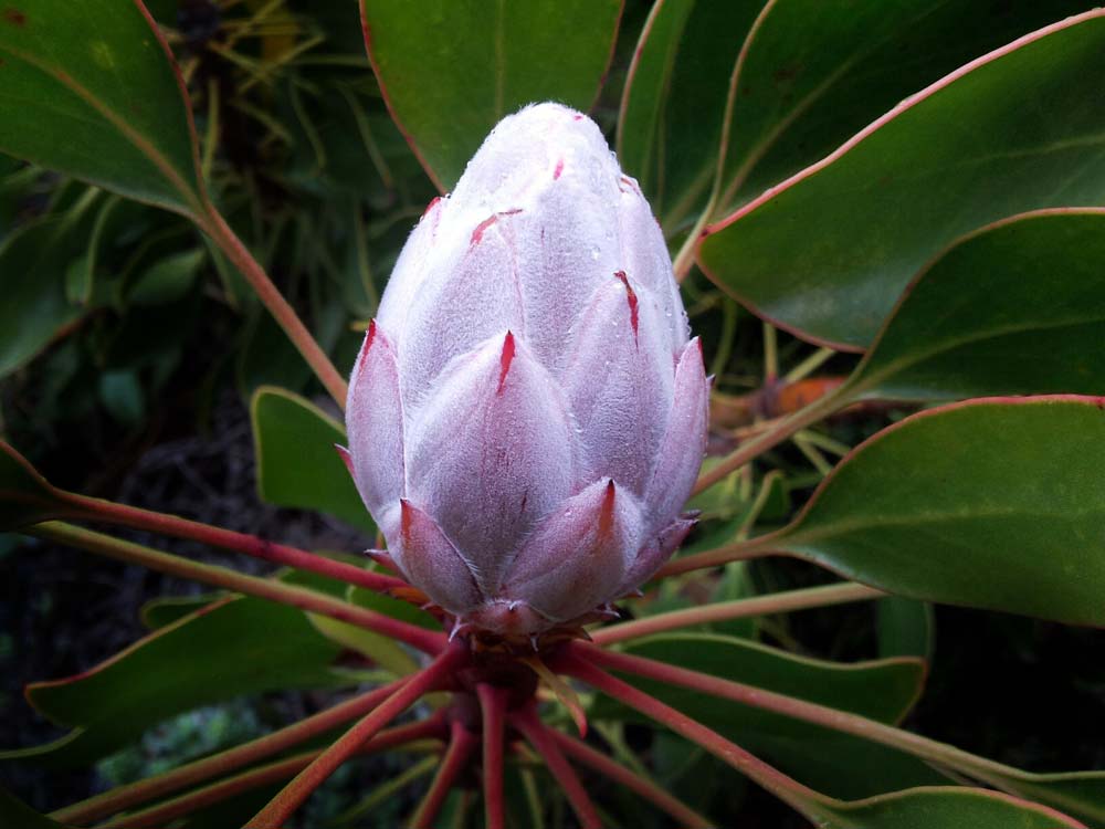 Flower in the&nbsp;Rain