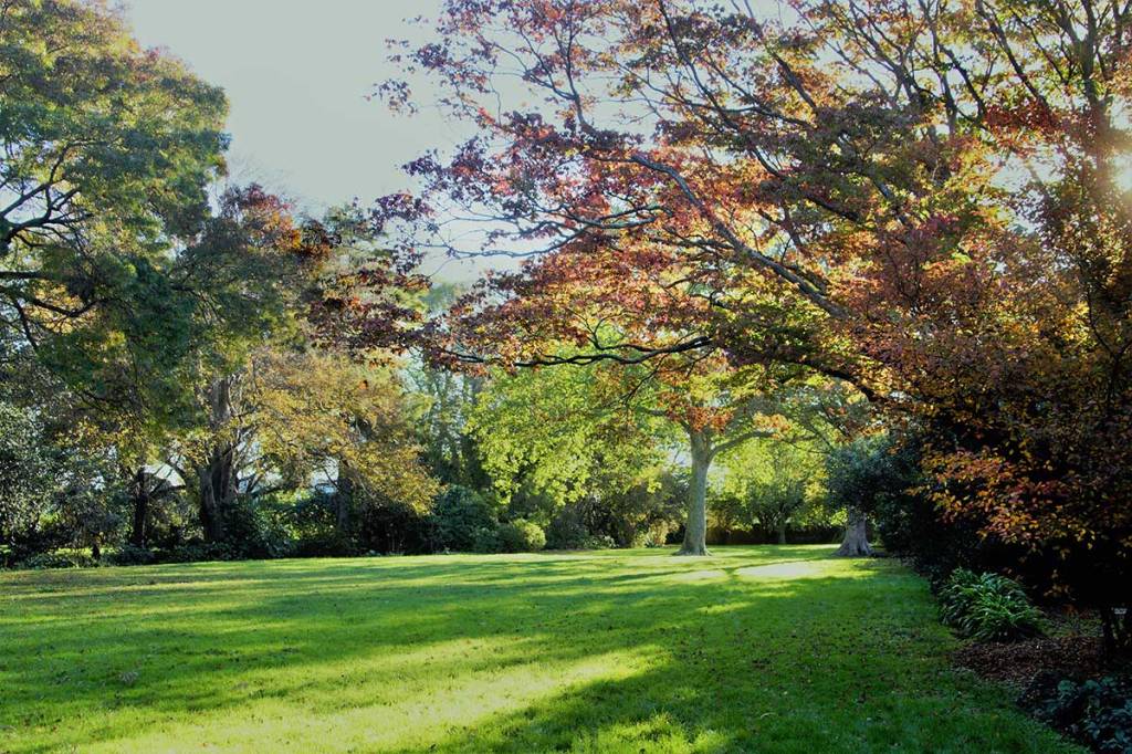 Trees at Woodham&nbsp;Park