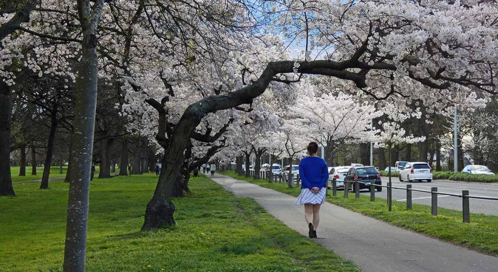 Blossom Trees on Harper&nbsp;Avenue