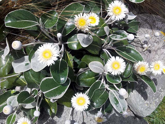 Flower by the&nbsp;Estuary