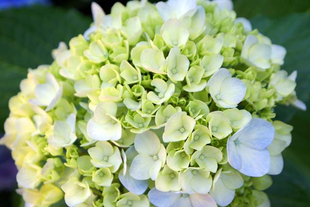 Hydrangea in the Botanic&nbsp;Gardens