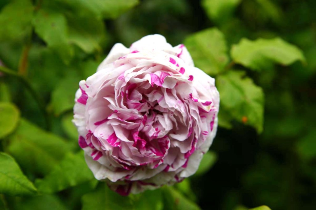 Heritage Rose Garden in the Botanic&nbsp;Gardens