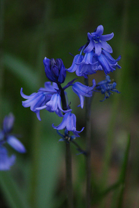 Blue Bells