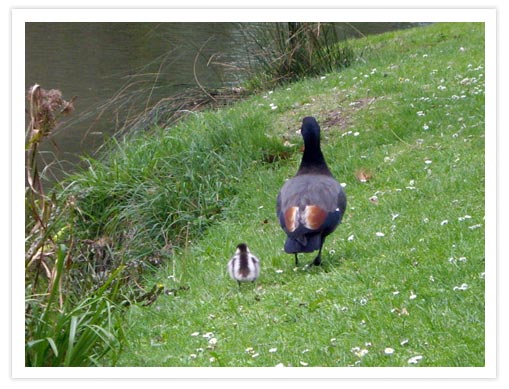 Paradise Ducklings (NZ Native&nbsp;Ducklings)