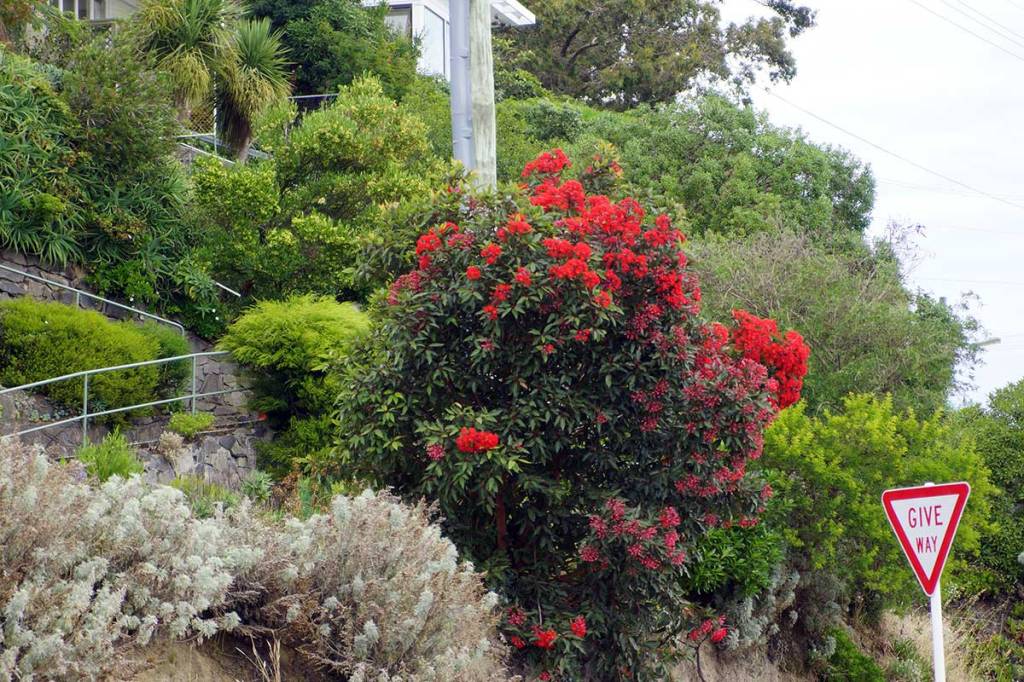 Red Flowering Gum Tree, Bridle Path&nbsp;Road