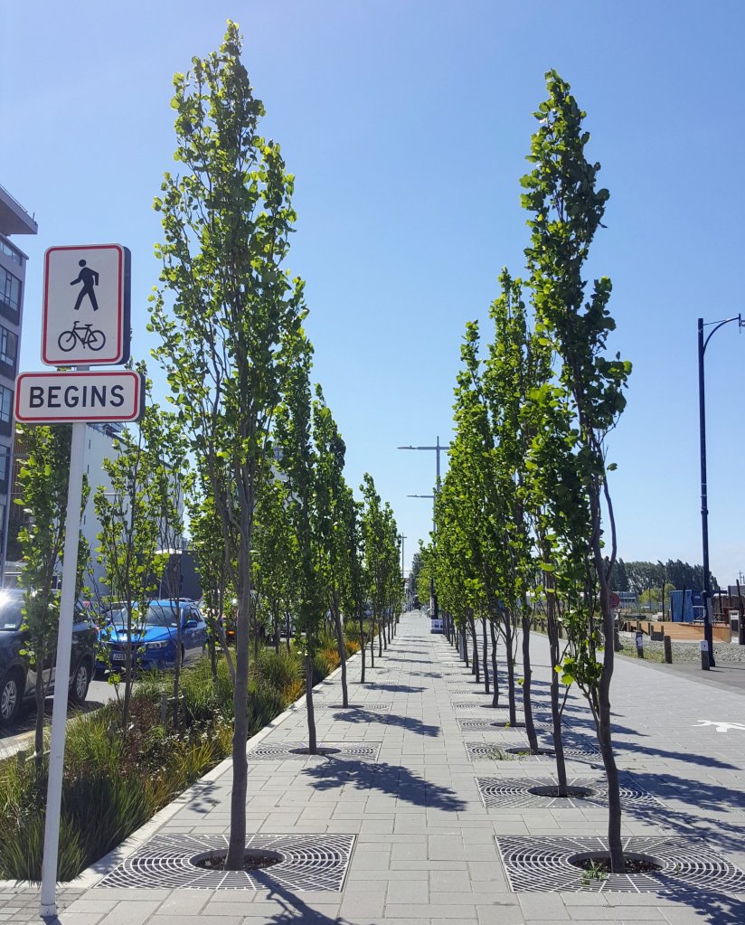 Trees on Manchester&nbsp;Street