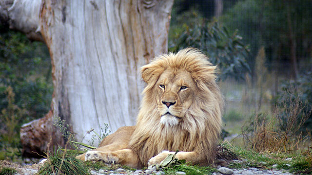 Lion at Orana&nbsp;Park
