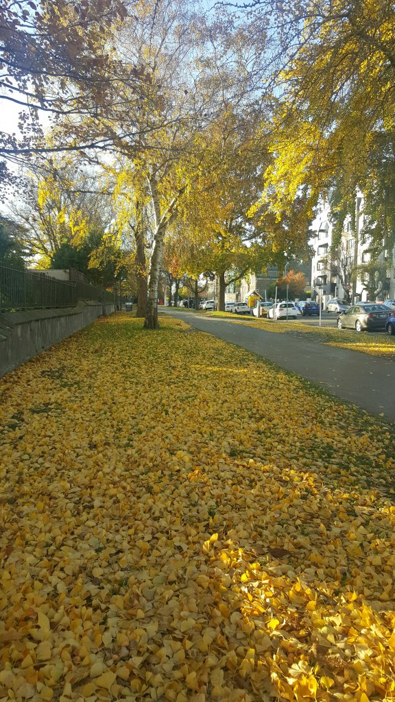 Leaves on Rolleston Avenue 