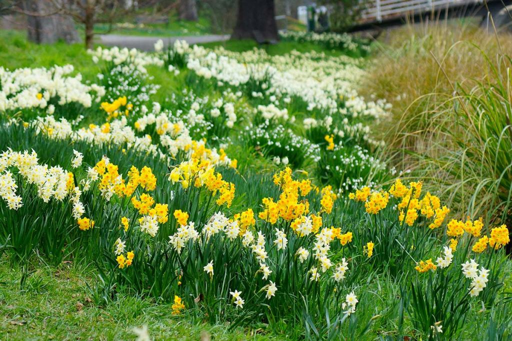A vibrant garden scene featuring a mix of yellow and white daffodils blooming amidst lush green grass.