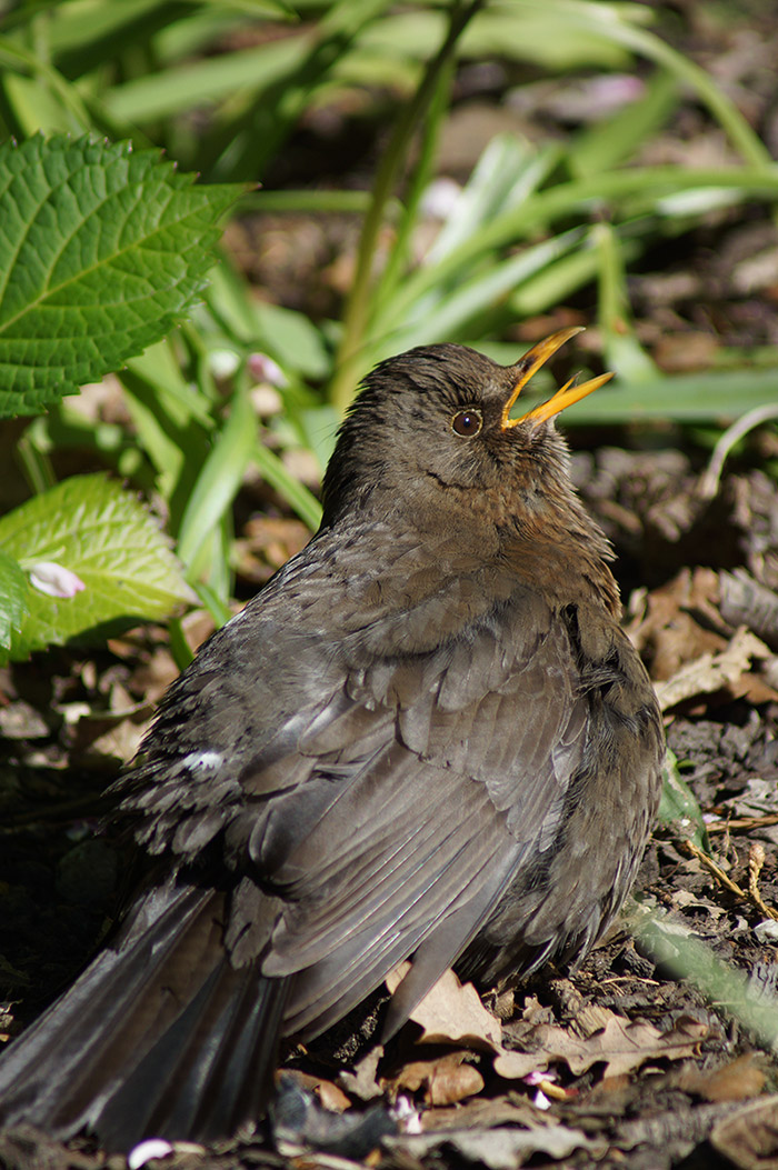 Bird Dust-Bathing in the&nbsp;Sunshine