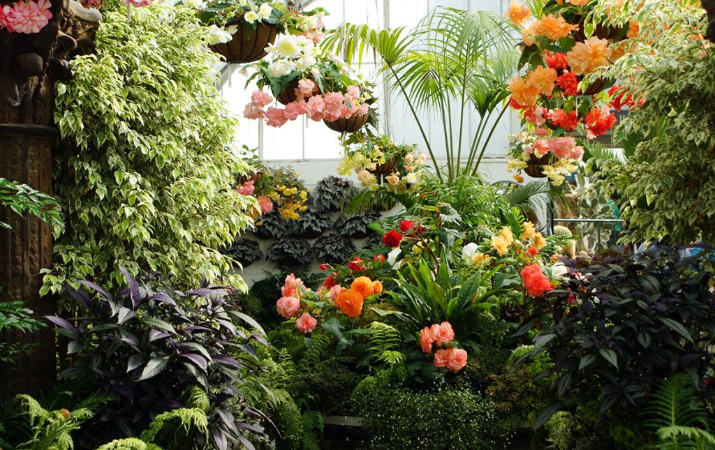 Begonias in Townsend House, Christchurch Botanic&nbsp;Gardens