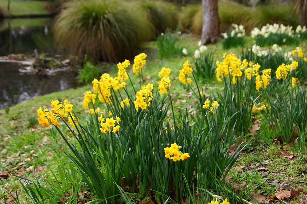Yellow Jonquils in the Botanic&nbsp;Gardens