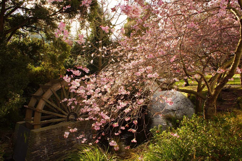 Blossom Tree by the Water&nbsp;Wheel