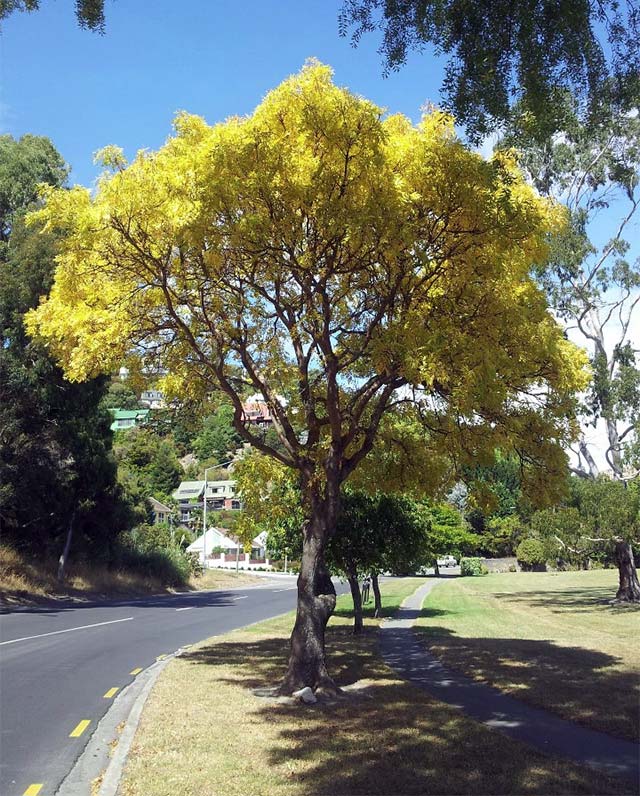 Tree on Bridle Path&nbsp;Road