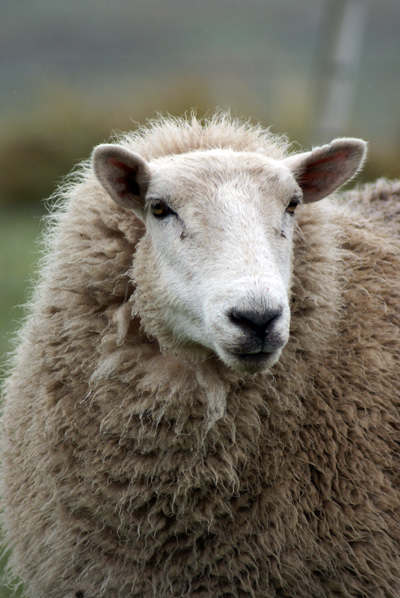 A few more sheep&nbsp;photos!