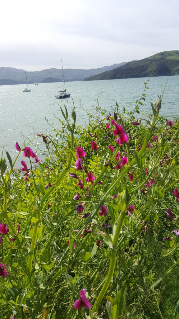 Wild sweet pea in&nbsp;Akaroa