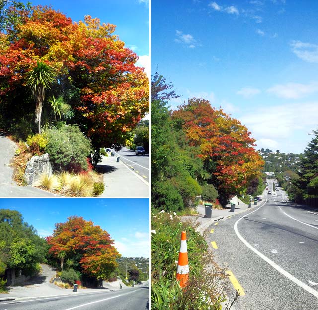 Autumnal Tree on Centaurus&nbsp;Road