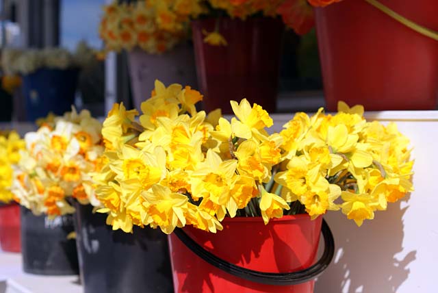 Tulip display at a Ferry Road&nbsp;Florist