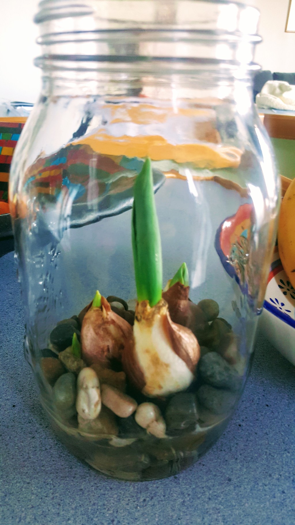 Growing tulips in a&nbsp;vase