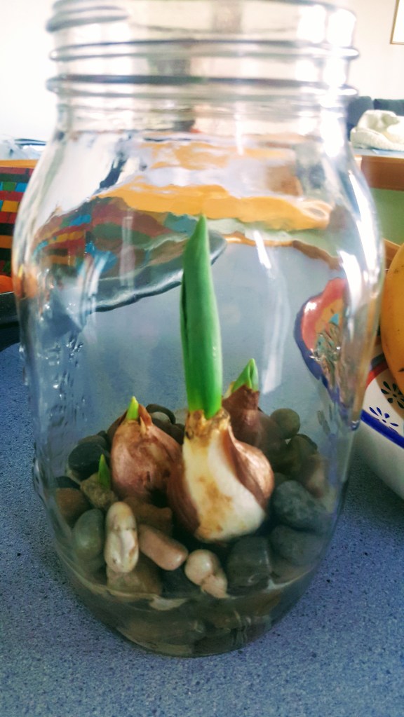 Growing tulips in a&nbsp;vase