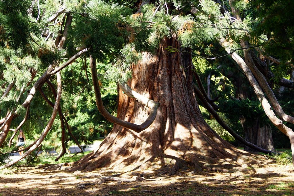 Redwood Tree in the Botanic&nbsp;Gardens