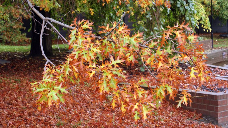 Close-up of a branch with colorful autumn leaves in shades of orange and green, with fallen leaves in the background.