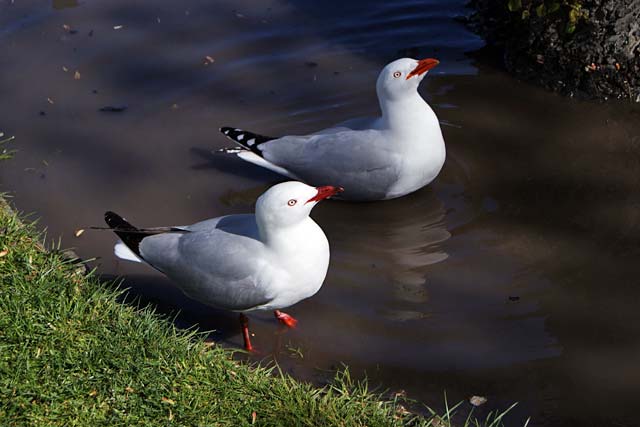Seagull Bath Time