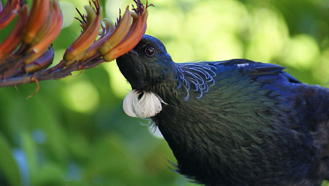 Tui Feeding
