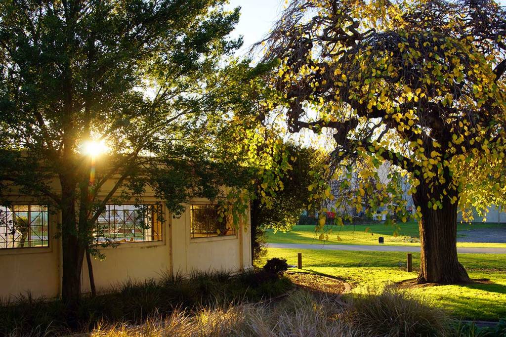 Trees by Cambridge&nbsp;Terrace