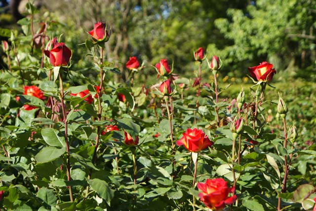 Roses at the Botanic&nbsp;Gardens