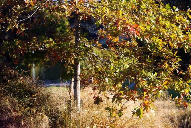 Autumn Leaves in Heathcote&nbsp;Domain