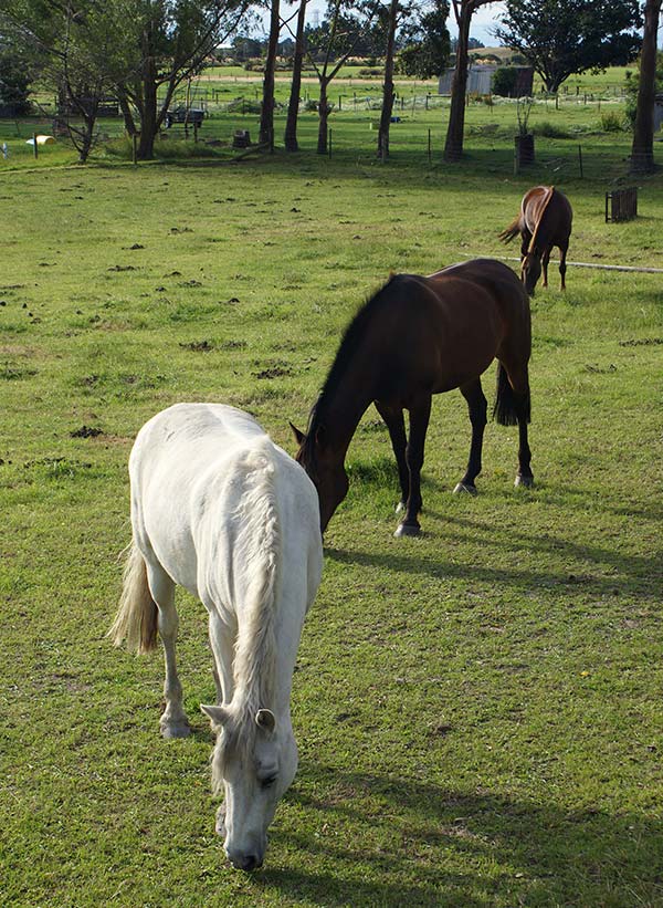 Two horses grazing in a grassy paddock, with a white horse in the foreground and a brown horse behind. The setting includes trees and surrounding fields.