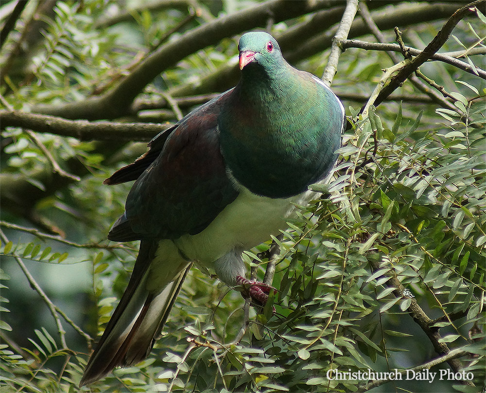 Kereru (Wood Pigeon) in the Botanic&nbsp;Gardens