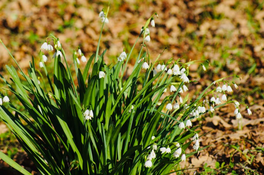 Snowdrops in Hagley&nbsp;Park