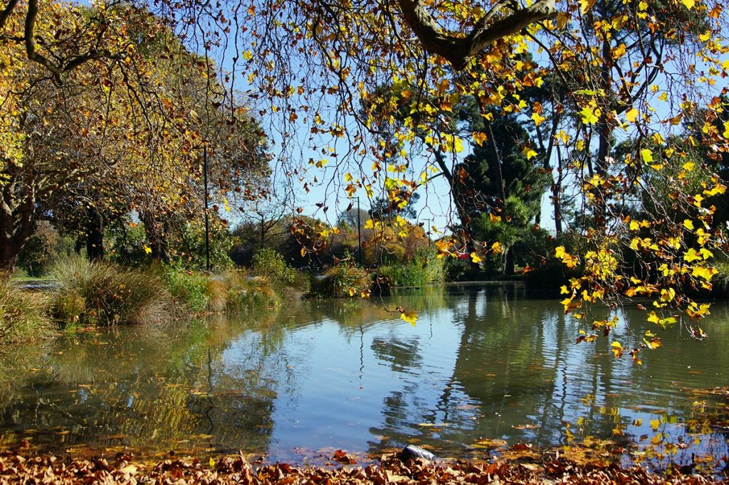 Pond in Hagley&nbsp;Park