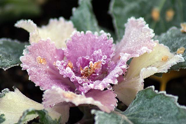 Decorative Cabbage