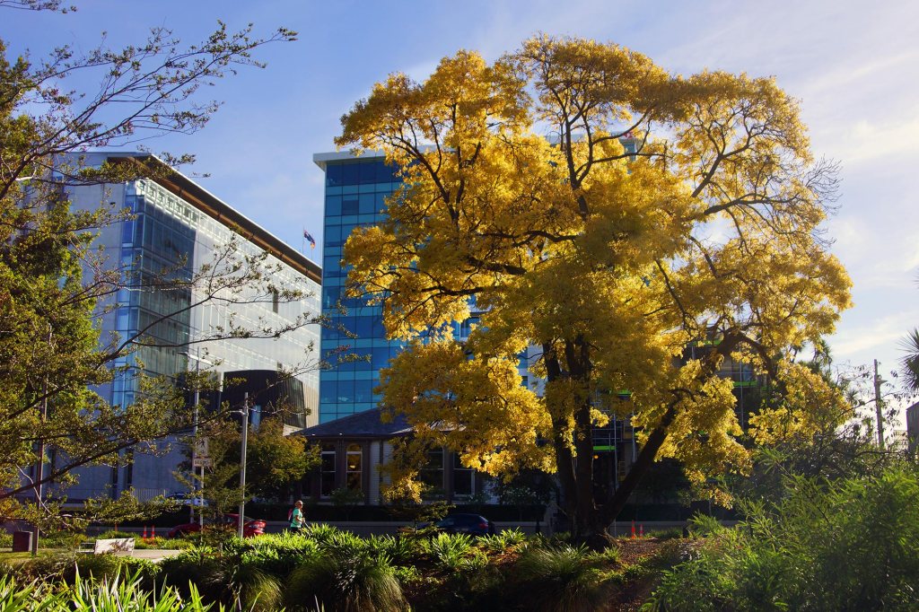 Stunning Tree on Durham&nbsp;Street