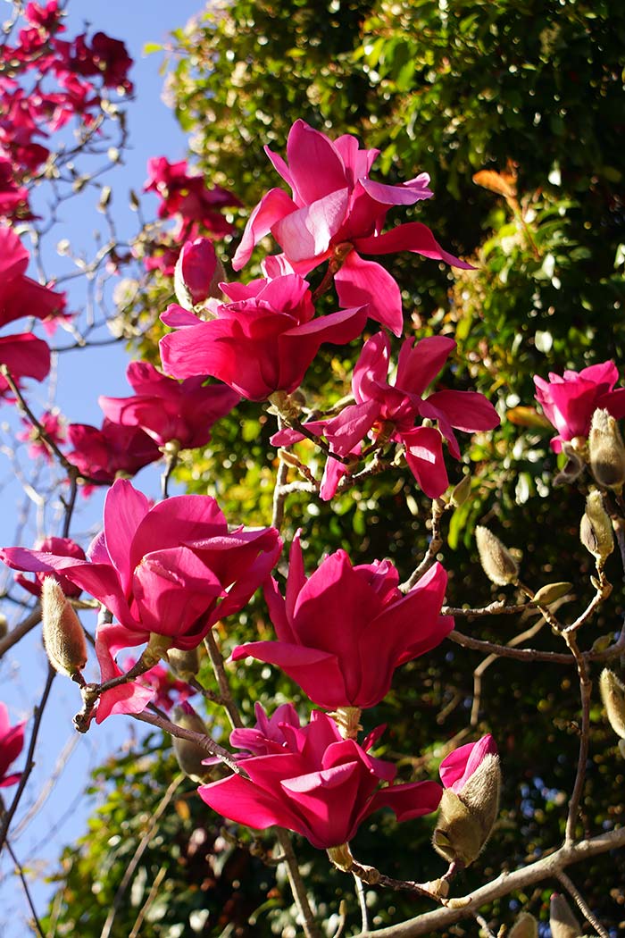 Magnolia by the Christchurch&nbsp;Hospital