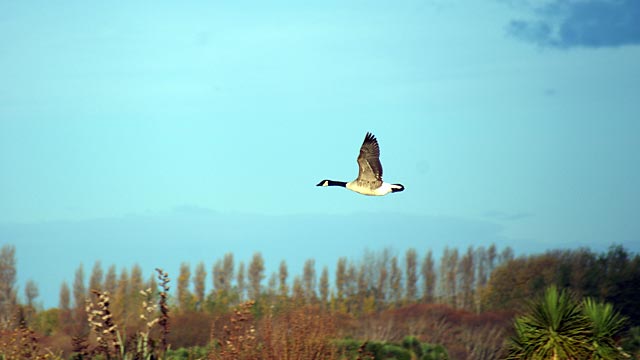 Canadian Goose in&nbsp;Flight