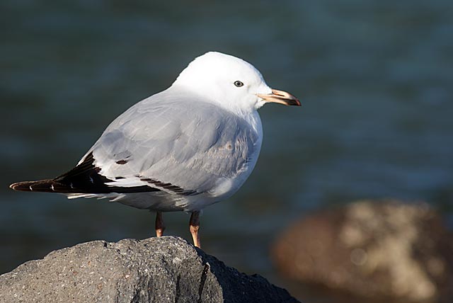 Seagull