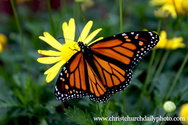 Monarch butterfly on yellow&nbsp;flower
