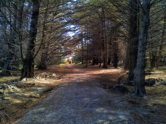 South New Brighton&nbsp;Woodland