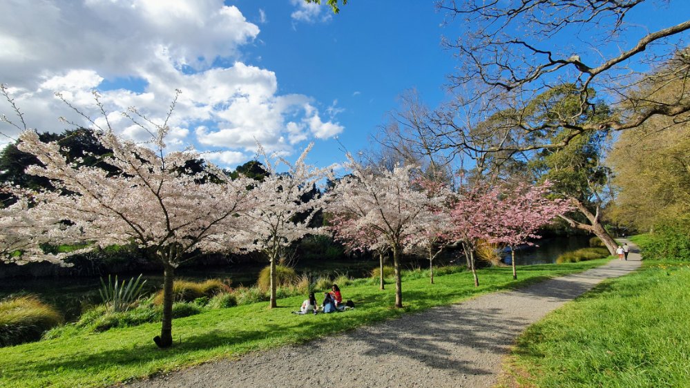 Blossom trees by Riccarton&nbsp;Ave