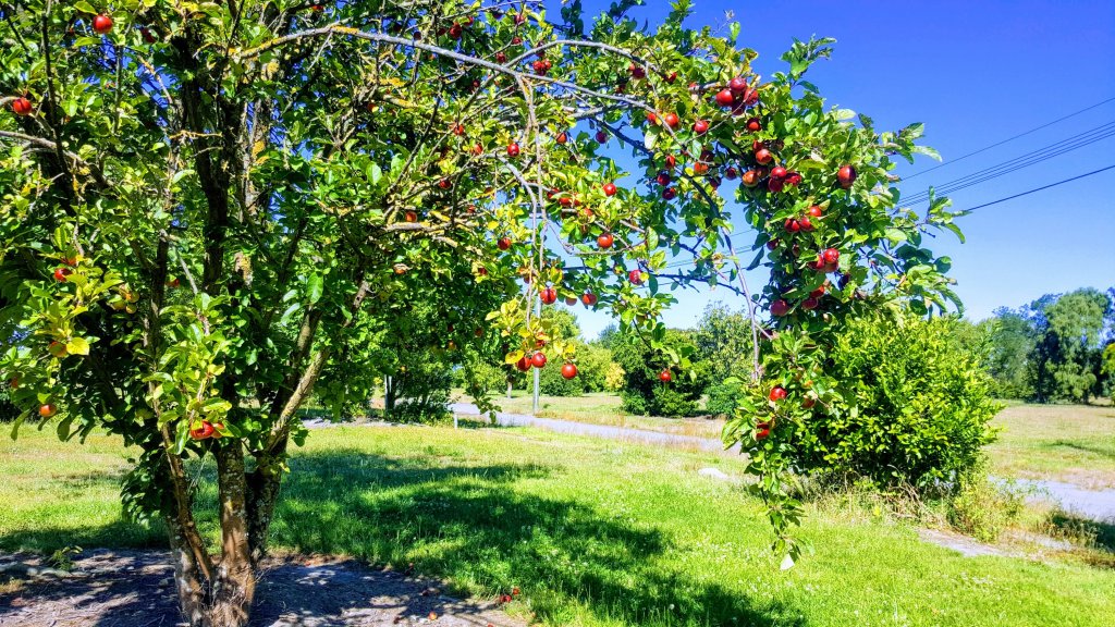 Apple tree in the Residential Red&nbsp;Zone