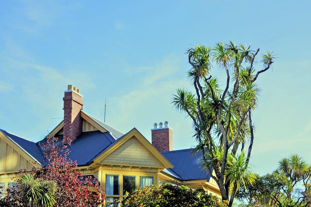 Cabbage Tree in the&nbsp;City